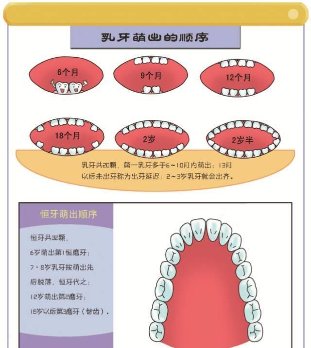宝宝的长牙时间，一张图让你秒懂宝宝长牙顺序！