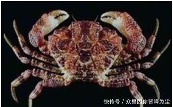 世界|世界上几种有毒的蟹,食用1只就可夺人性命