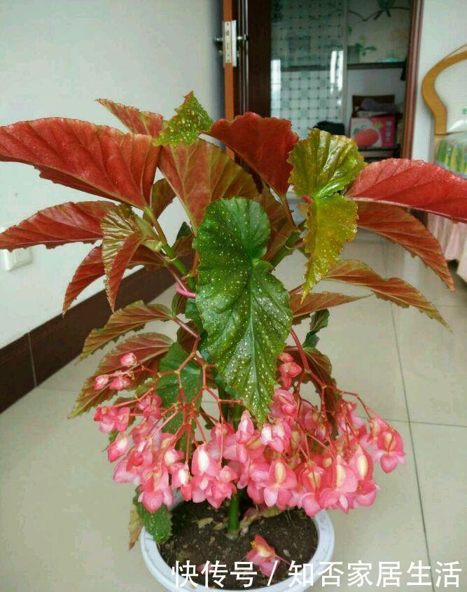 花期最长的室内绿植,一年四季开花,比绿萝还好养,扦插就能活