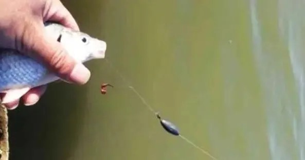 这几个冬季钓鲫鱼的技巧一定要收好,学会以后你就不会封竿了