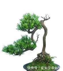 春到了,罗汉松要想美,做对这些很重要