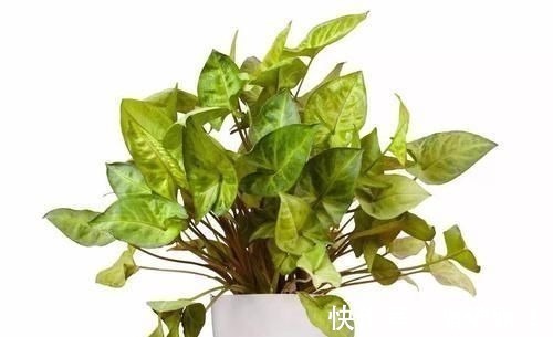 室内|17种适合生长在弱光处的室内植物,可以摆放在家里的任何角落