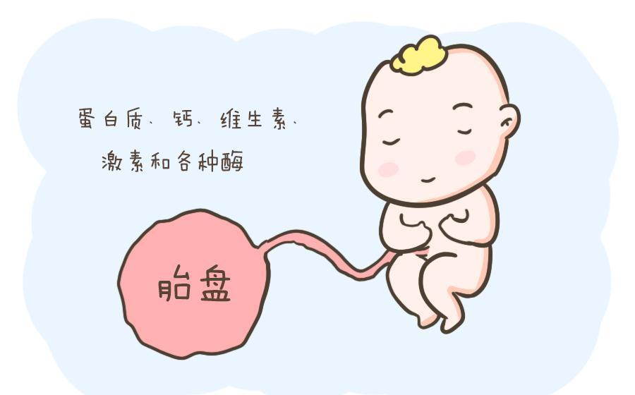 大补|吃胎盘,到底是大补还是毒药?下口前,得明白一些真相