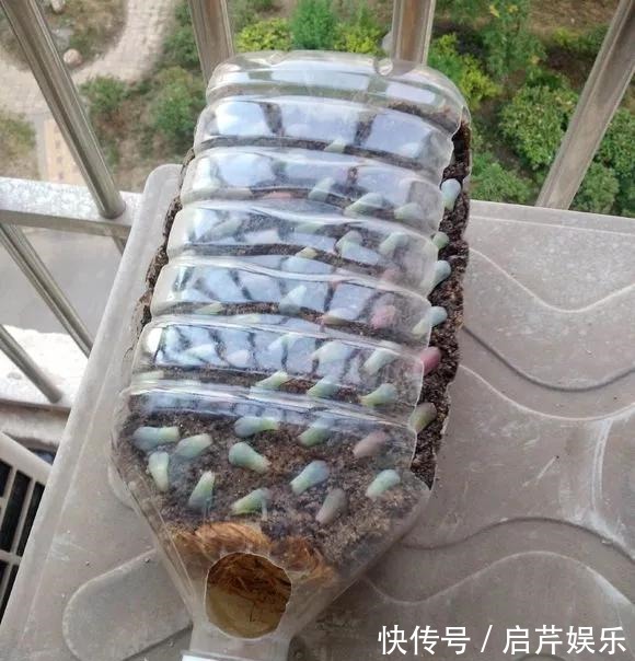 s只要家里有油桶,就不用花钱买花盆!多肉种在油桶里,叶子胖嘟嘟