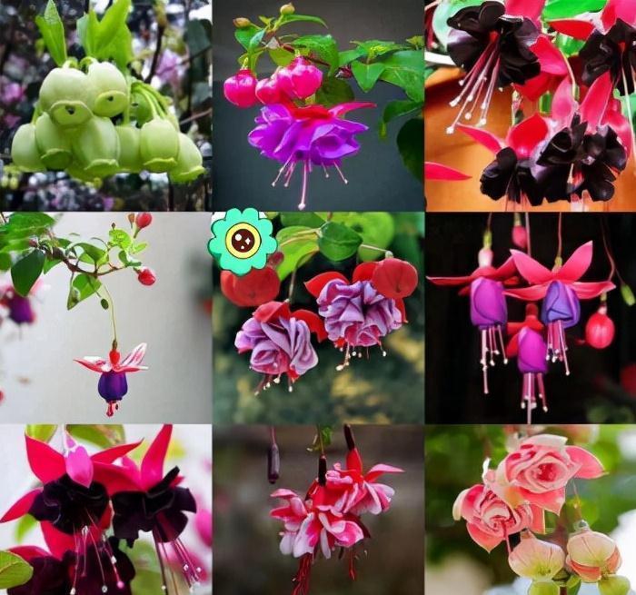 “10种花”好养又漂亮,有点散光就“生长”,花叶俱美,富贵大气