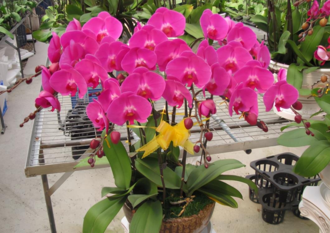 春季蝴蝶兰花期结束,垃圾桶边多转转,捡到救一救,救活就是赚到