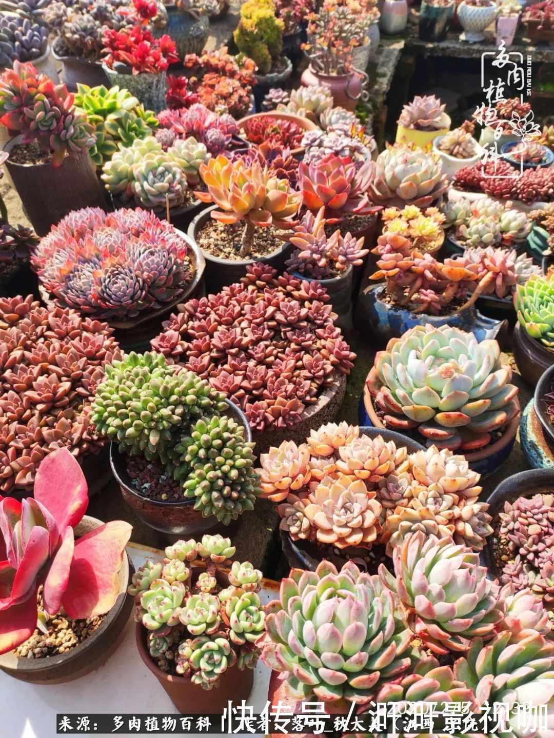 长势|为提升免疫力而养多肉植物,养肉后,体弱的我身体越来越好!