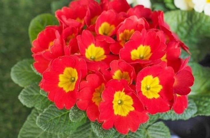 清明前后,不能错过的4种招财花,四季开花,是“花卉中的劳模”