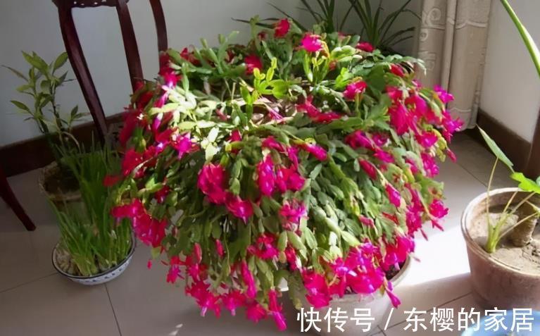 花卉|植物天热休眠，当多关注这4个问题，确保每一株都能平安度夏