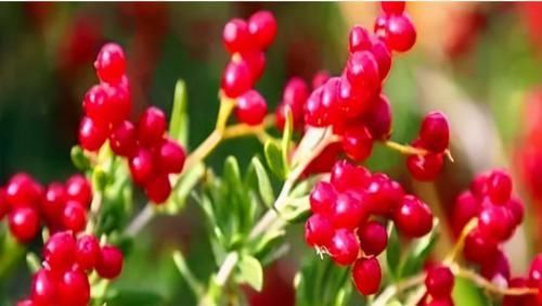 会吃的人更健康，3种食物吃一吃，调理气血，好处多多