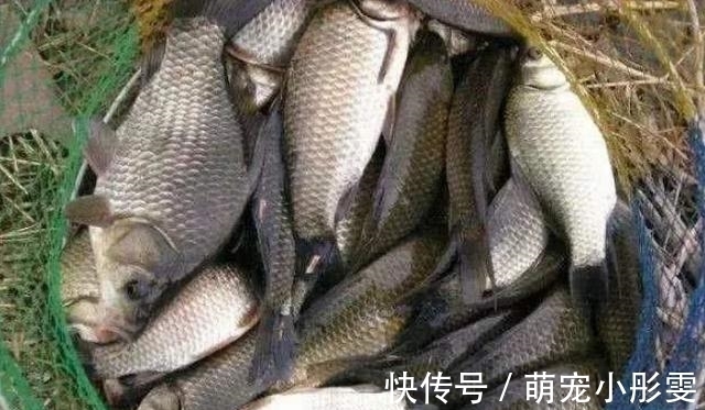 堪称中国最好吃的5种鱼类,若你全都吃过,请允许我叫你声好汉!