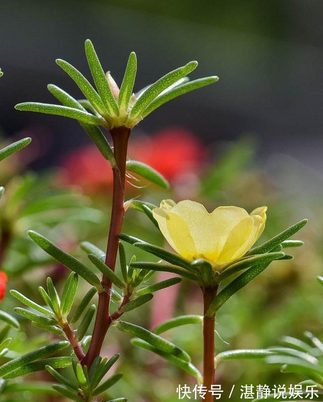 倒伏|太阳花根茎软倒伏不开花，抓紧时间“剃光头”，夏末还能开一茬