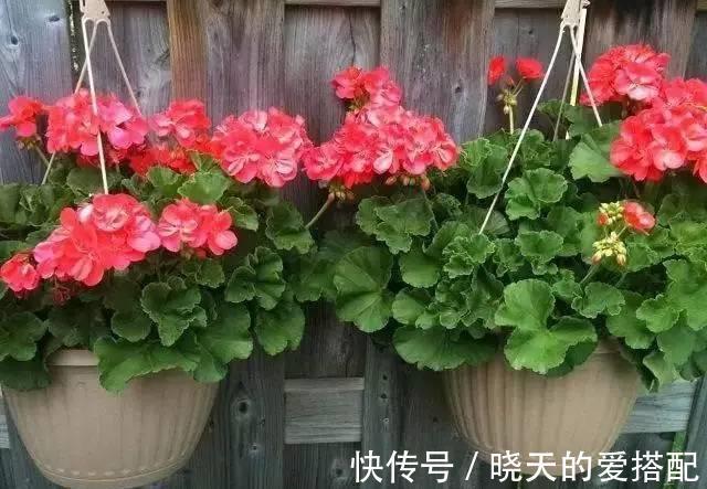 空凤|漂亮养眼的8种吊篮植物,绿萝,吊兰都弱爆了