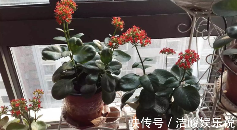 茉莉花|4款“勤花”植物,阳台盆栽几乎不用费心,开花就美极了
