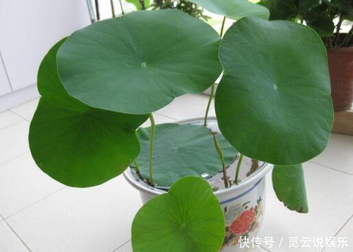 夏天养“3种绿植”,越晒越旺,越浇水越茂盛,叶绿,花多又美