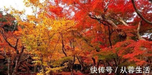 伤秋#元代最著名的秋雨词,极具意境,美到心醉,为不可多得的绝世著作