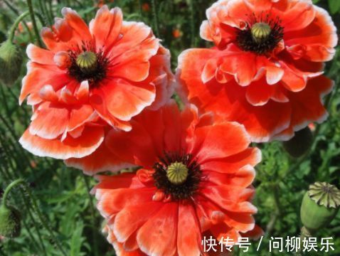 几种花是爆盆能手，开起花来“拦”不住，家里养一盆，招财又纳福