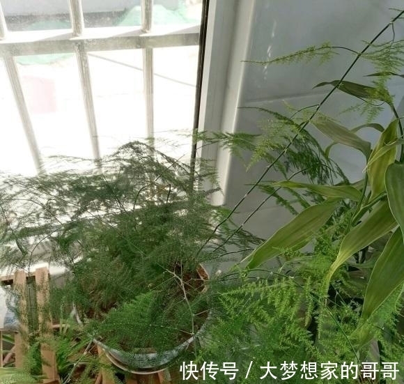 文竹不好养，不如养云竹，形状更好看，层次感十足，很好养