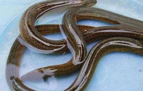 喜欢吃鱼的人注意：这“3种鱼”可能含有甲醛，平时尽量不要吃