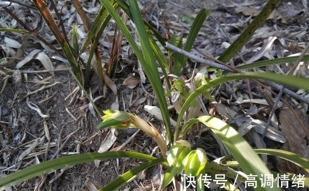 兰花发芽的方法:记住8个基础知识,兰花生长旺盛