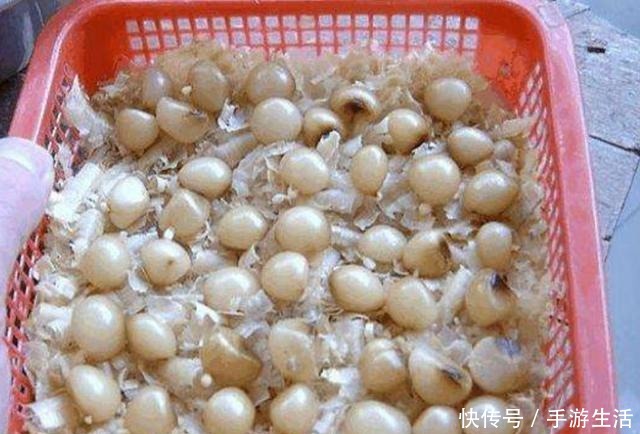 君子兰不用买,4个步骤培育出大量小苗,方法很简单!