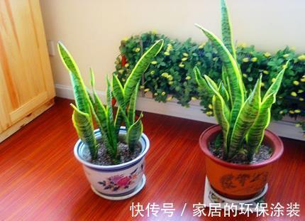 进入10月,建议扦插5种花,温度适宜利于生根,成活率直线上升