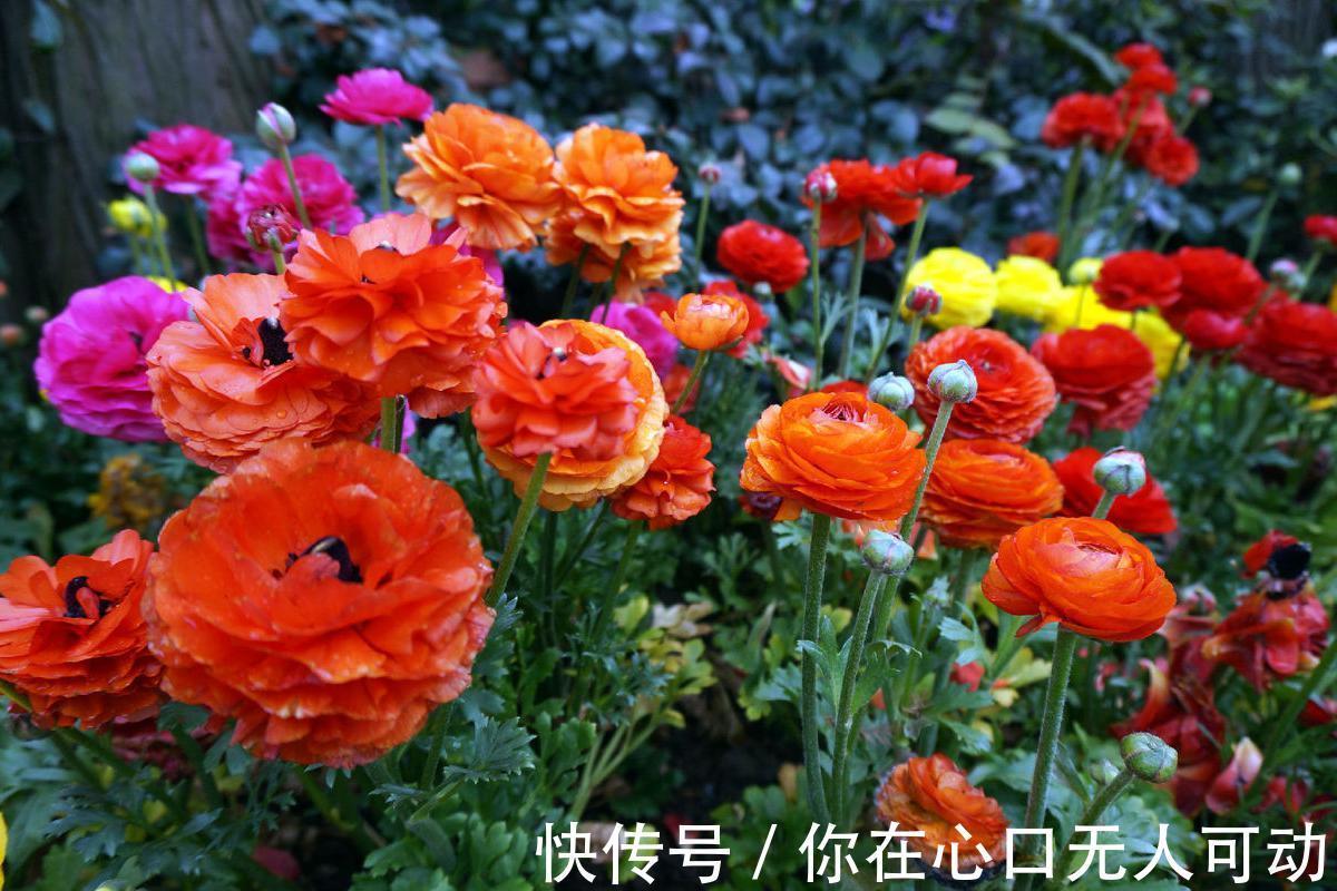 喜欢在家中养护花卉,就选花期长,花色艳丽的3种花卉,值得拥有