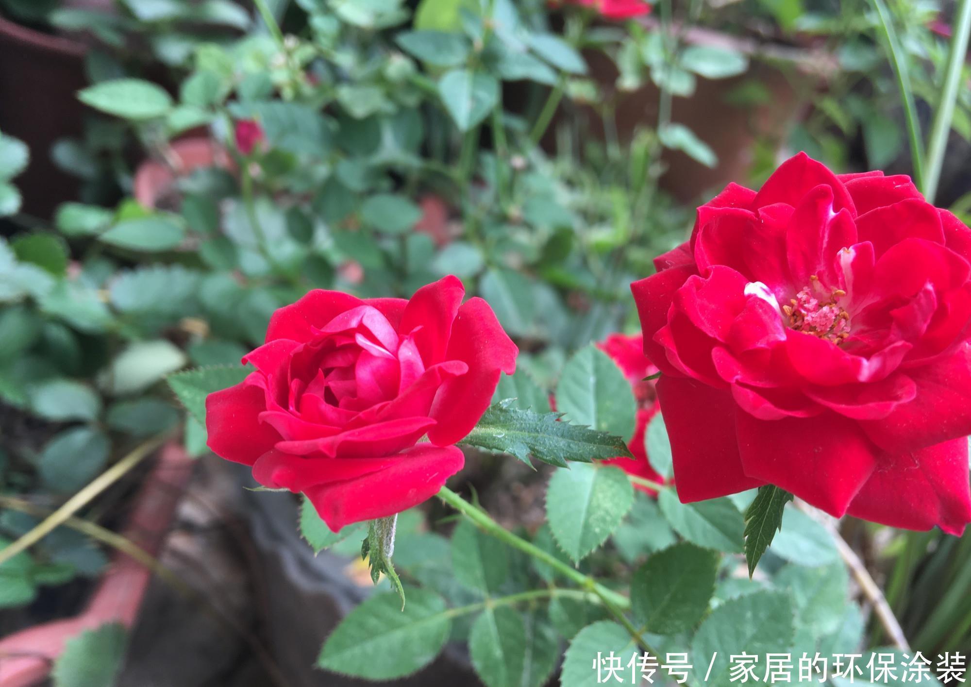 过冬|两种“耐寒花卉”,冬季可室外过冬,不怕冷,开花多