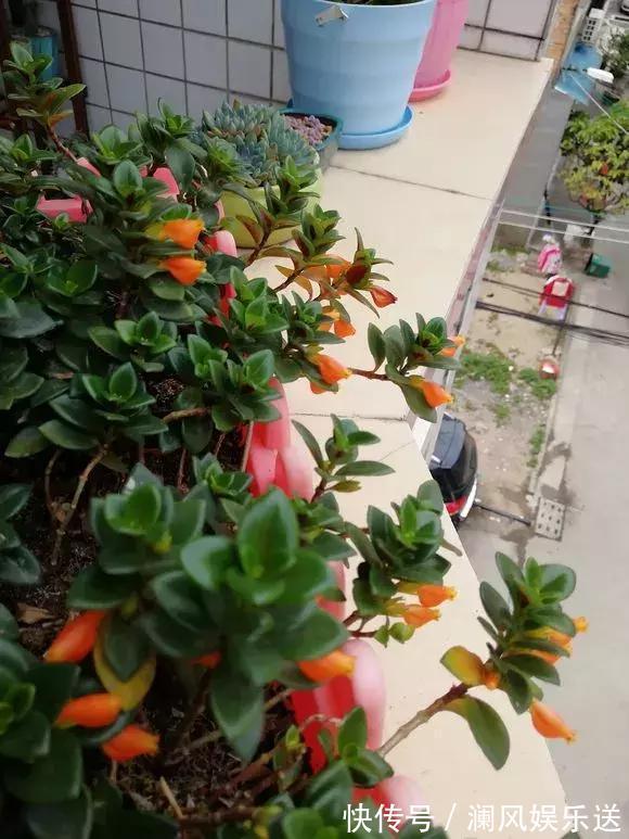 有机肥料|吊兰也能“开红花”,养一盆“嗖嗖”冒花苞,比绿萝漂亮!