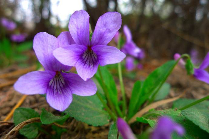 鲜花|此花是为了纪念曾经的美丽所盛开的花，淡淡的紫色好看又优雅