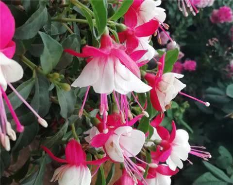 4种花“夏必死”,不建议春季买,新手花友慎养,秋天再买也不迟