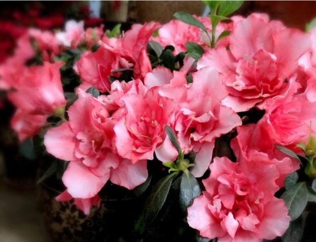 3种“忘忧花”,一养就“上瘾”,好养易爆盆,花美心情好!