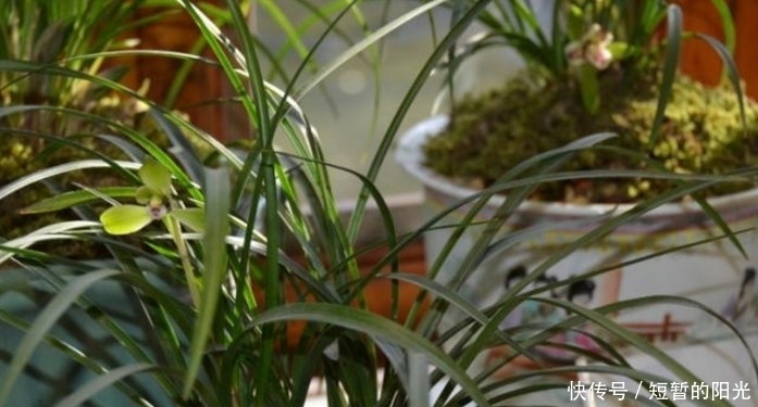 兰花养不好，换个盆长势就能翻几倍，一年能开花好几茬！