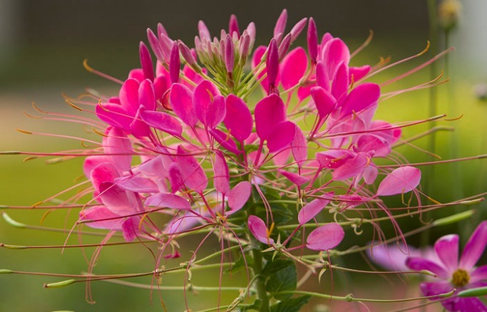 1种“新奇花”,远看似大花球,近看似群小蝴蝶,比菊花趣味十足