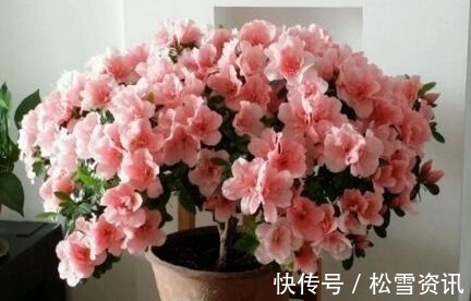 养护|“2种天天花”家里养一盆,一年300多天有花看,好养又漂亮,值!