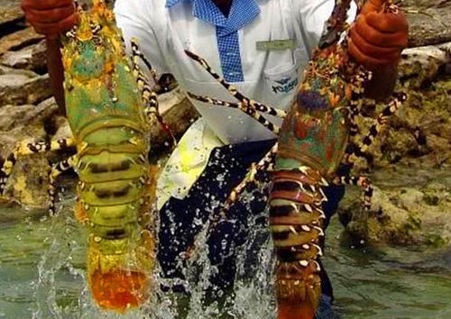 龙虾到底能活多少年?煮熟后为什么会变成红色?