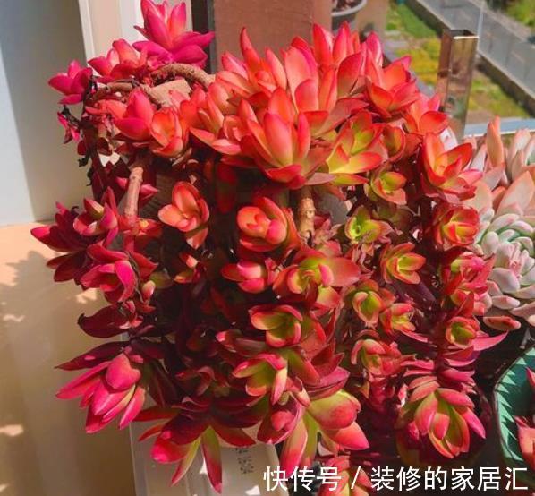 多肉火祭养不红?教你4个小技巧,叶片红似火,越长越迷人