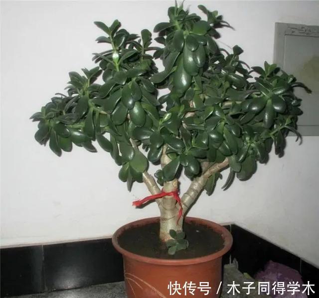 客厅养花就选这六种,寿命长、寓意好,省心又好养,你家养了几种