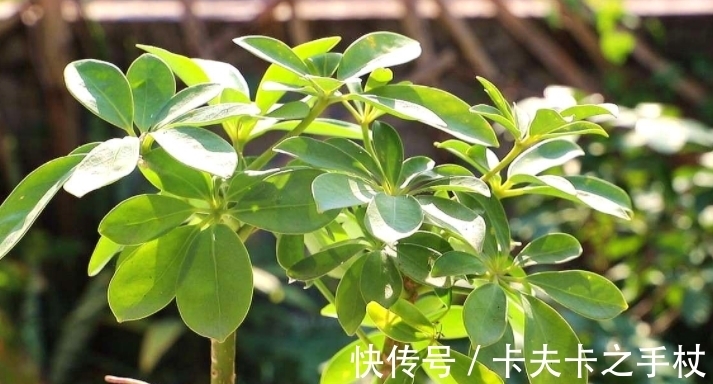 养鸭掌木也需要“技巧”,春天养护用对了,才能枝繁叶茂