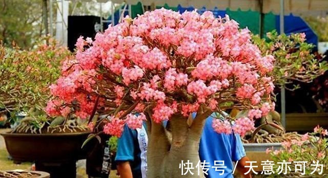 盆栽|此花俗称“最美盆栽花卉”, 再贵也要种2棵, 一年开6次, 沾土就活!