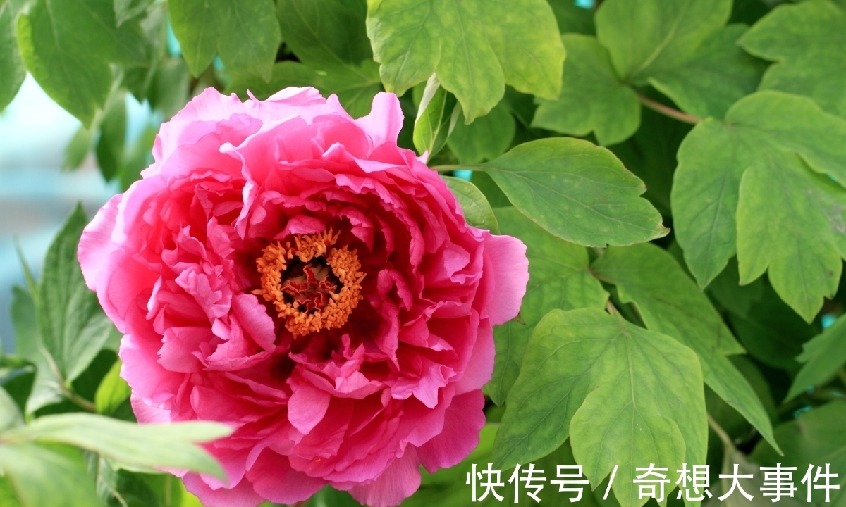 栽培|都知道牡丹是“花王”,却不一定知道谁是“花相”?值得了解一下