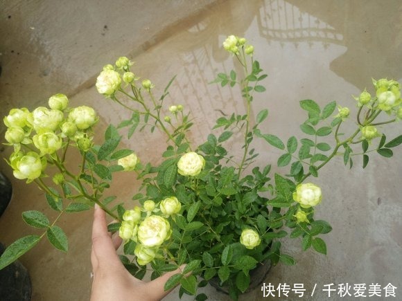 10个最奇葩的月季品种,你可能一个都没见过!