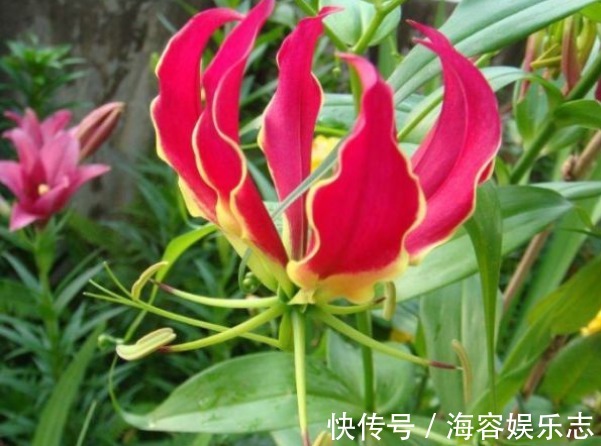 痛风|治疗痛风的“特效药”,长在农村没人要,城里根本看不到