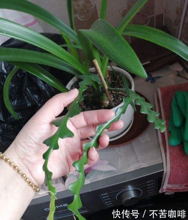 4种“省钱植物”,实在太贴心,掐个枝条插土里就能活