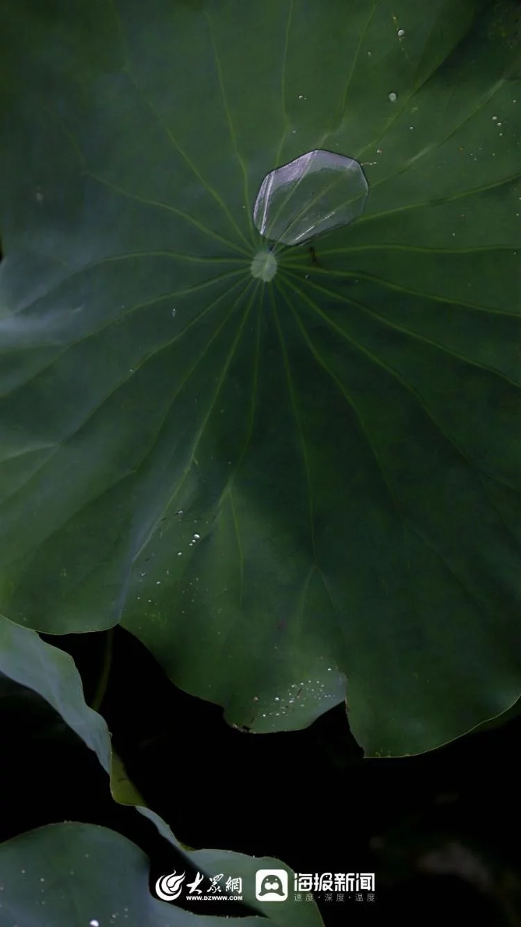天下风物——《秋天的童话｜雨中赏荷邂逅别样诗意》风光题照