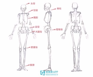 动漫|新手怎么学画人体？动漫人体躯干比例画法