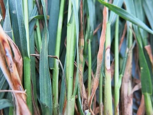 散尾葵买没几天就不断黄叶，还容易招惹害虫，真有这么难养吗？