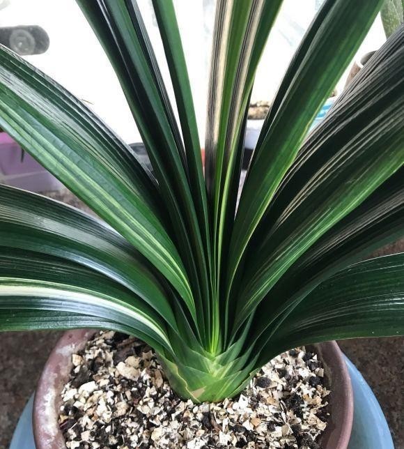 叶子|大爷养君子兰,用核桃仁加核桃皮,君子兰喜油性,长得嗖嗖快