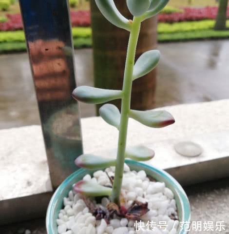 养盆多肉,光长叶子“不长肉”,咔嚓剪一刀,圆了“老桩”梦