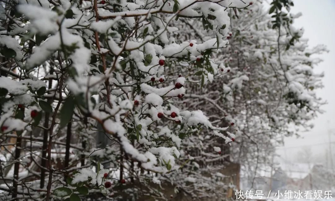 签收|邹平今冬初雪美景已到货，快快签收